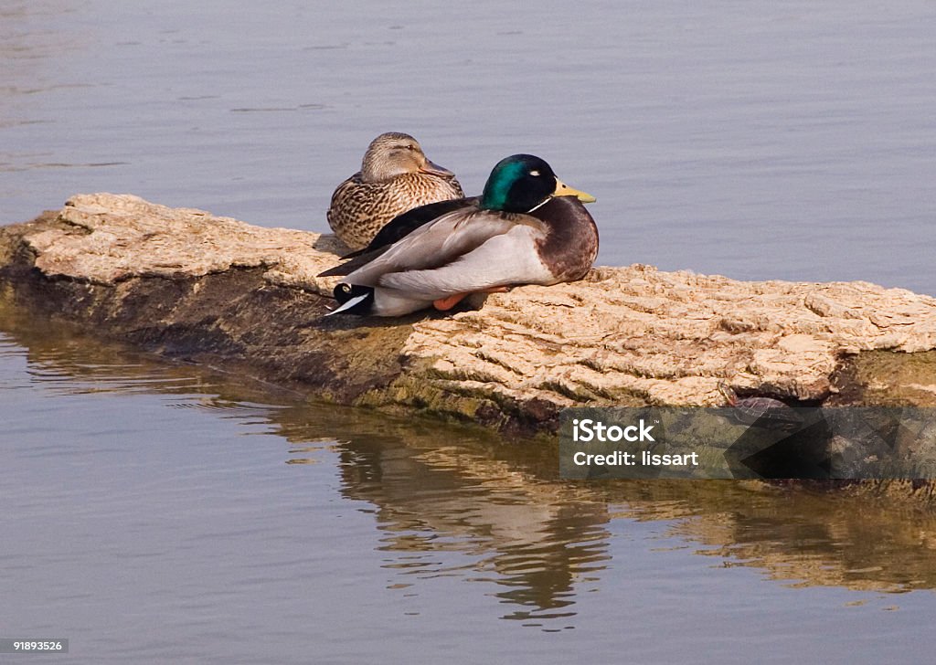 Yep... a Sitting Duck  Animal Wildlife Stock Photo