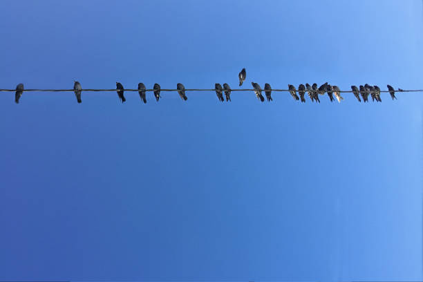 istock Pigeons on the wire against the blue sky. 918935300