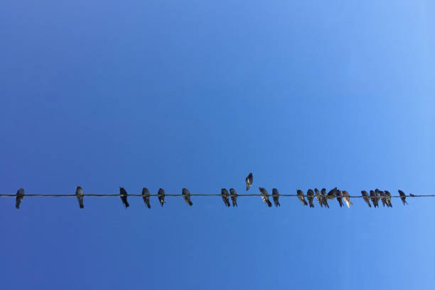 istock Pigeons on the wire against the blue sky. 918935350
