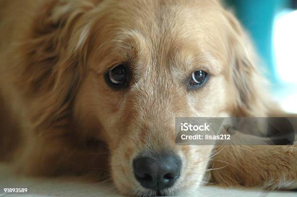 Photo libre de droit de Golden Sceptique banque d'images et plus d'images libres de droit de Golden retriever - Golden retriever, Tristesse, Sourcils