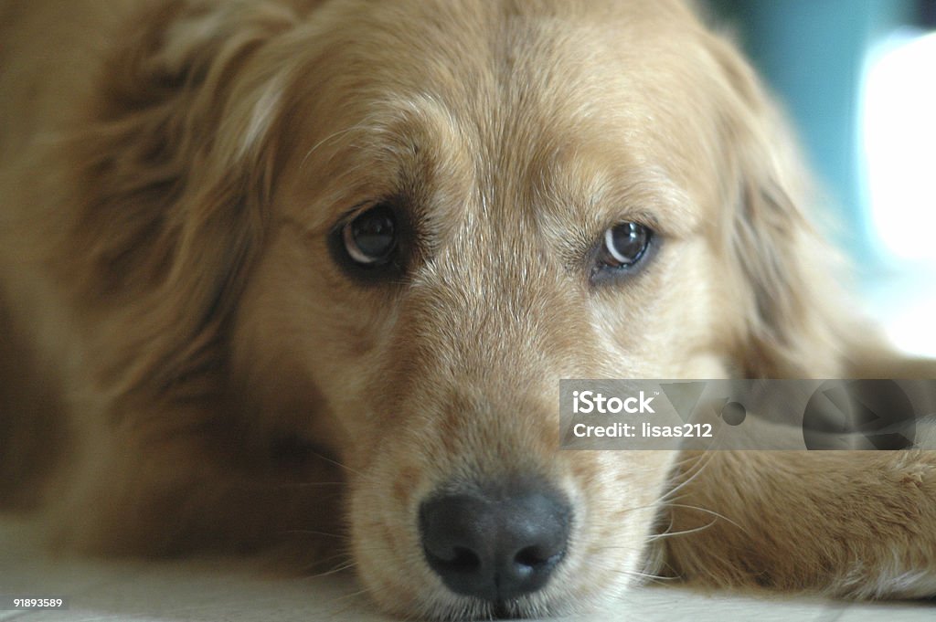Golden cético - Foto de stock de Labrador Dourado - Cão de Busca royalty-free