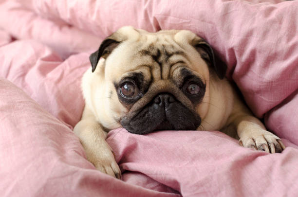 istock small cute dog breed pug sleeping in master's bed 918937810