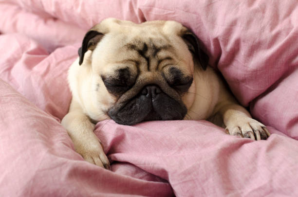 istock small cute dog breed pug sleeping in master's bed 918937828
