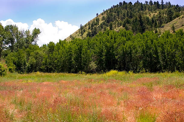 istock Country View in Helena Montana 91893807