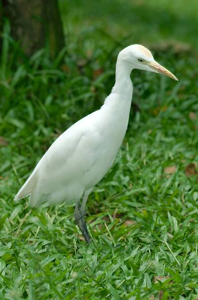 wildfowl stock photo