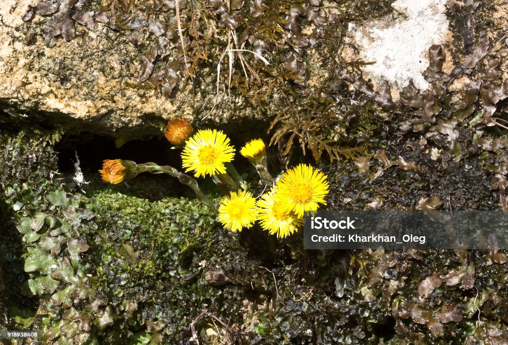Tussilago farfara, commonly known as coltsfoot Tussilago farfara is a plant in the groundsel tribe in the daisy family Asteraceae, native to Europe and parts of western and central Asia. Alternative Medicine Stock Photo