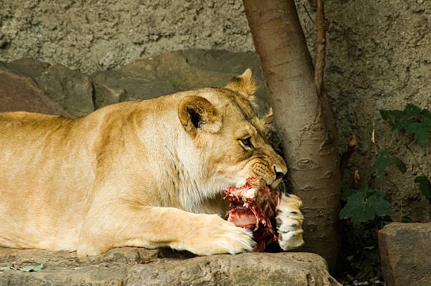 istock Lioness eating meat 91893860