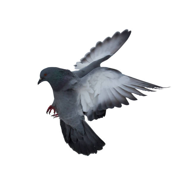 istock dark grey dove flying on white 918938628