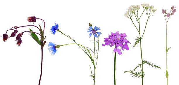 istock group of studio isolated five wild flowers 918938686