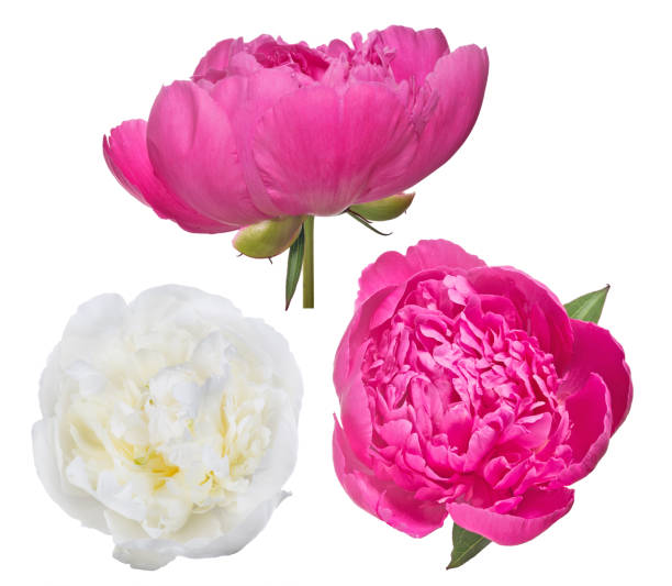 istock three peony blooms isolated on white 918938802