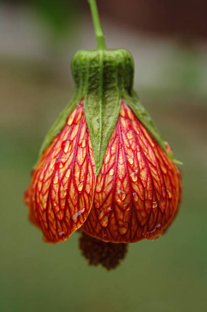 Gocce di pioggia sul Fiore rosso - foto stock