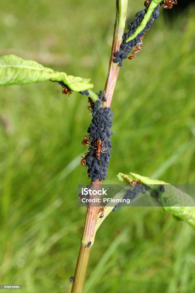 Formigas e Aphids - Royalty-free Casal Heterossexual Foto de stock