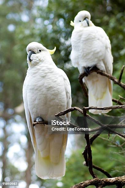 Due Cockatoos - Fotografie stock e altre immagini di Cacatua - Cacatua, Relazione di coppia, Ala di animale