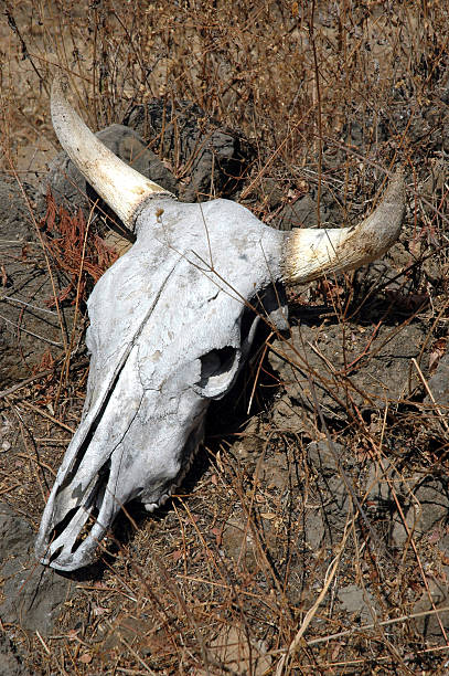 cow skull - animal skull cow animals in the wild west стоковы�е фото и изображения