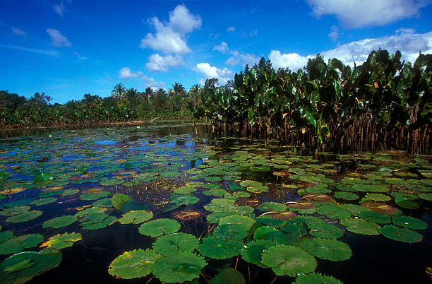 atlantic regenwald - lillypad lily water lily water stock-fotos und bilder