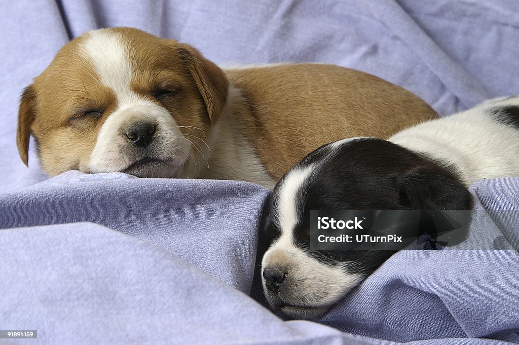 Dormitorio Puppies - Foto de stock de Esterilizar libre de derechos