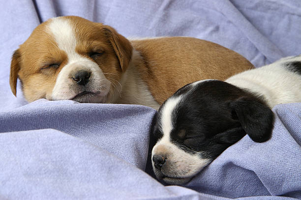 dormir puppies - spay - fotografias e filmes do acervo