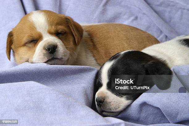 Foto de Dormir Puppies e mais fotos de stock de Castrar - Castrar, Abraçar, Abrigando-se