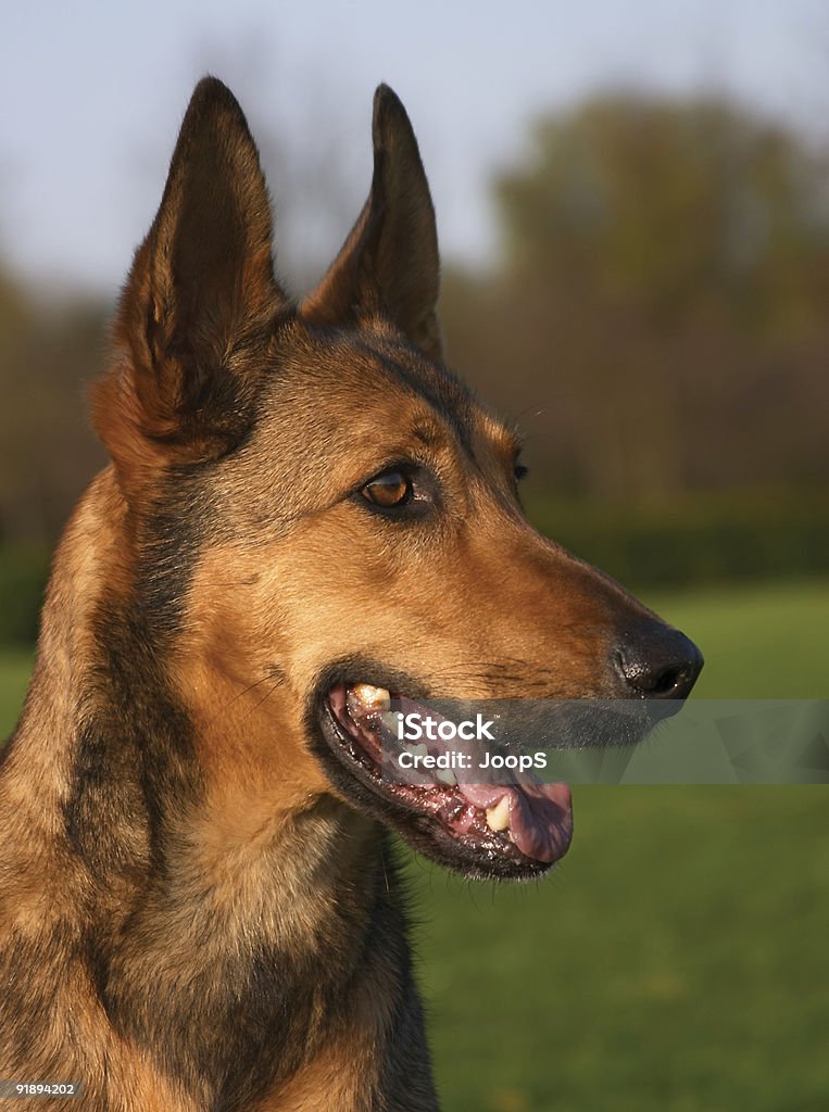 Собака в солнечный свет - Стоковые фото Бельгия роялти-фри