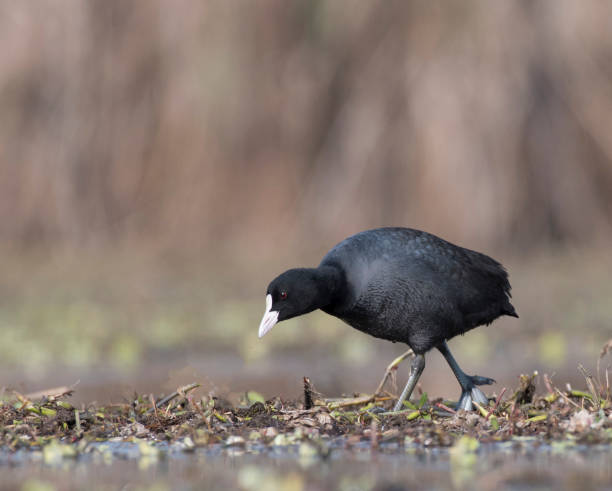 The Coot (Fulica) The Coot (Fulica) moorhen bird water bird black stock pictures, royalty-free photos & images