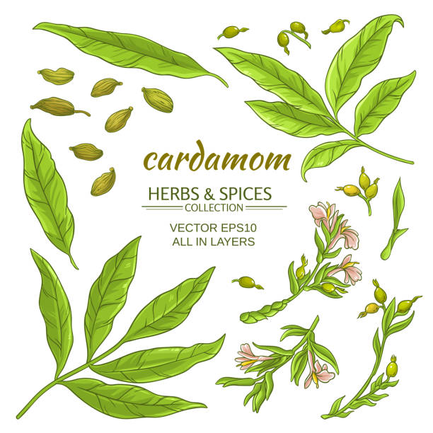 cardamom elements set cardamom plant elements vector set on white background cardamom stock illustrations