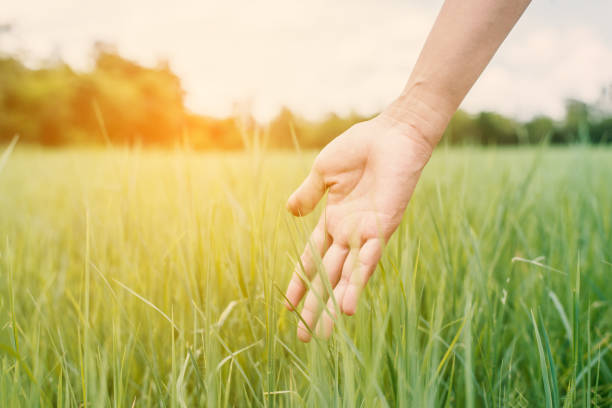 istock Young woman hand touching enjoy with green grass.