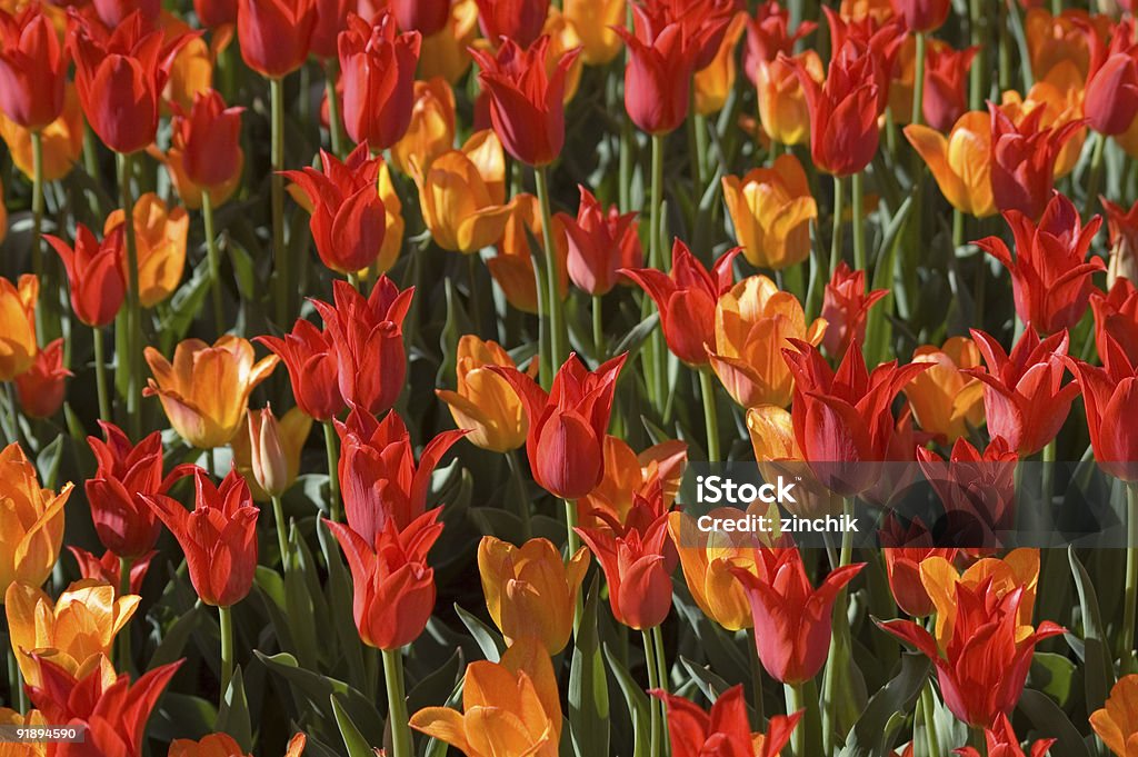 Тюльпан madness - Стоковые фото В цвету роялти-фри
