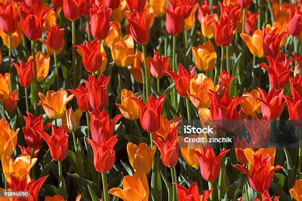 Тюльпан Madness — стоковые фотографии и другие картинки В цвету - В цвету, Весна, Глубокий