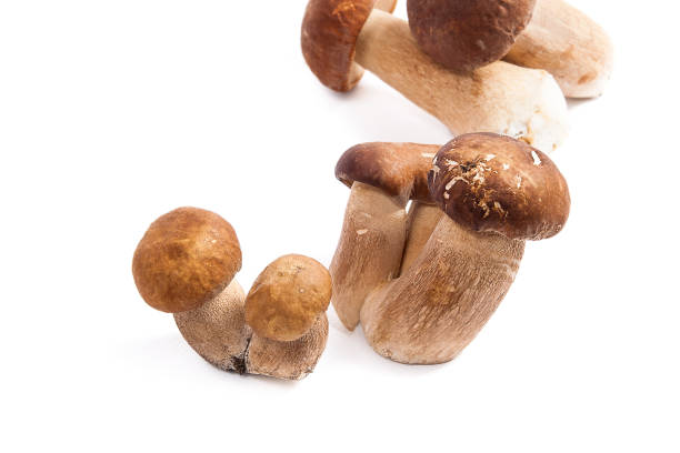 istock Several porcini mushrooms known as boletus edulis on white 918946818