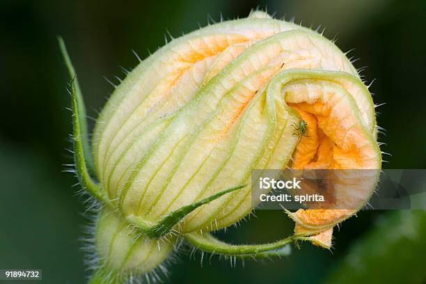 Zucchina I Fiori - Fotografie stock e altre immagini di Ambientazione esterna - Ambientazione esterna, Botanica, Colore verde