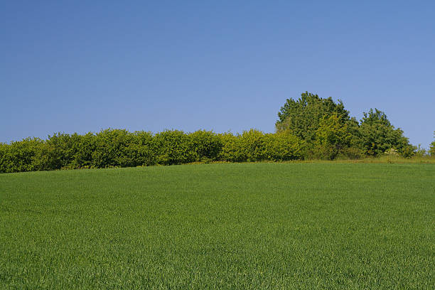 Trimmed hedge between two harvested fields in Normandy