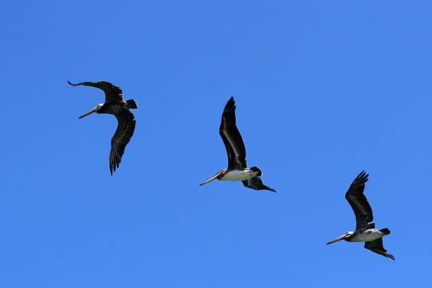 Pelicans sobre azul - foto de stock