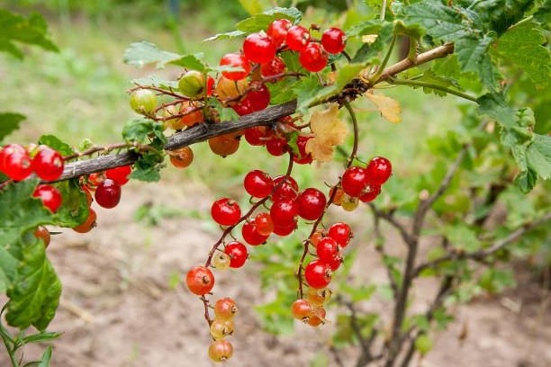 istock Bush of red currant berries in a garden. 918949894