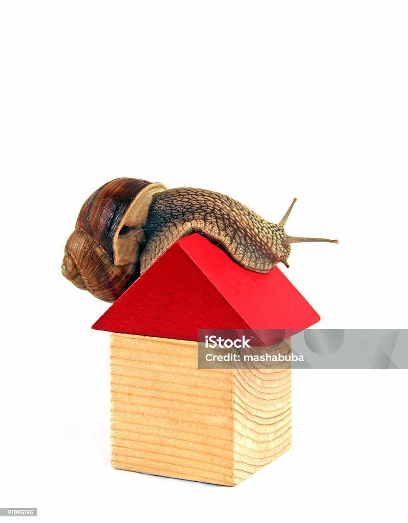 Meu Nova casa - Royalty-free Caracol - Gastrópode Foto de stock