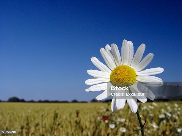 Foto de Camomile e mais fotos de stock de Cabeça da flor - Cabeça da flor, Campo, Exterior