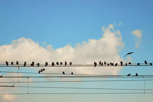 A group of pigeons sitting on wires against a blue sky