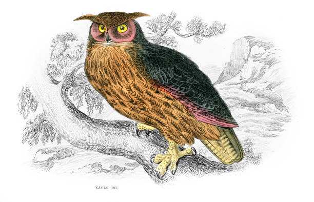 Eagle owl Eagle owl - Scanned 1849 Engraving eurasian eagle owl stock illustrations