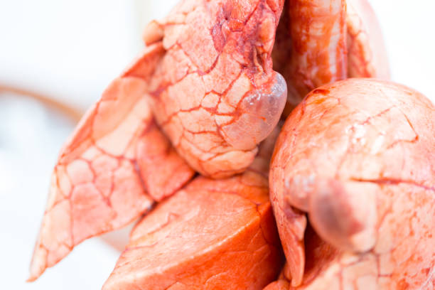 istock Lungs and Respiratory System for education in Lab. 918954420