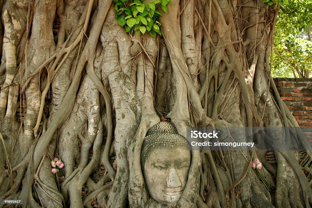 Cabeça de Budas Ayuthaya Baniano Tailândia - Royalty-free Abraçar Foto de stock