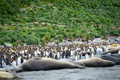 Large elephant seals lying on the ground looking . South Georgia Island