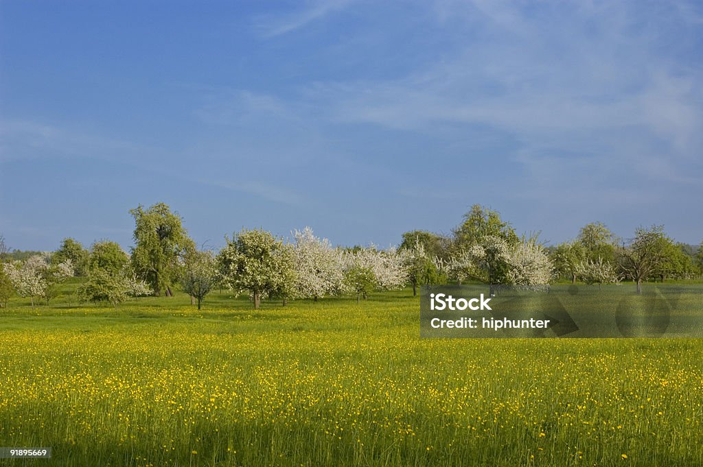 Paysage de printemps fleur Bouton d'or et d'arbres ciel bleu VERT HERBE - Photo de Agriculture libre de droits