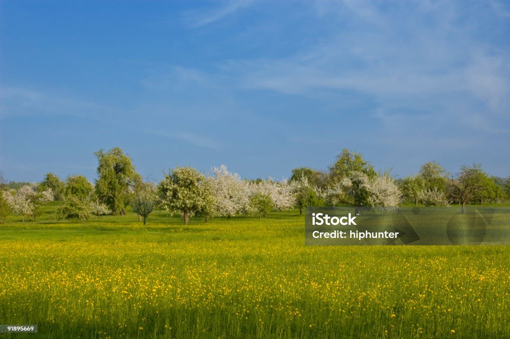 Paisagem de Primavera árvores Flor Ranúnculo e céu azul e verde Relva - Royalty-free Agricultura Foto de stock