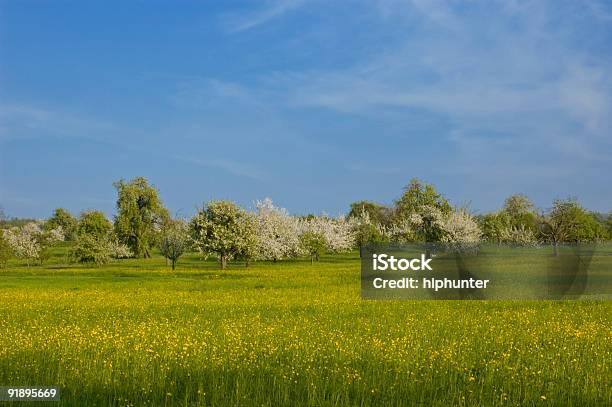 Paisagem De Primavera Árvores Flor Ranúnculo E Céu Azul E Verde Relva - Fotografias de stock e mais imagens de Agricultura