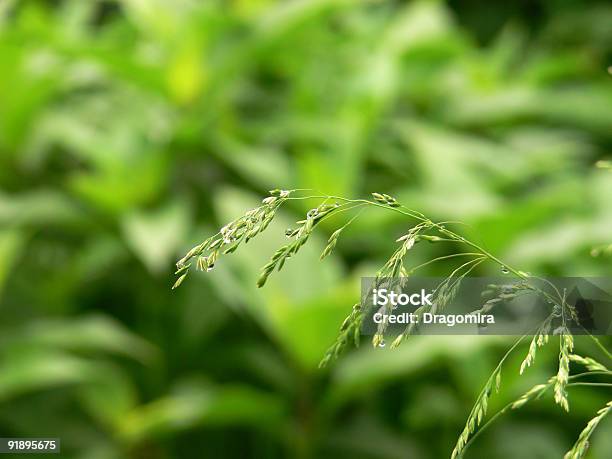Wet ウェットの草の葉 - しずくのストックフォトや画像を多数ご用意 - しずく, とげのある, カラー画像