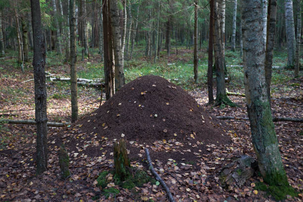 istock Large anthill in the forest 918958240