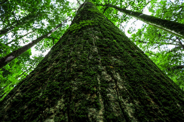 istock Mossy Forest in thailand 918958488