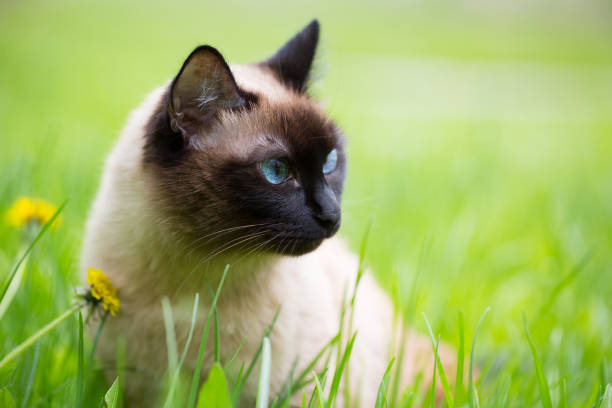 istock Siamese cat in the grass with blue eyes 918958822