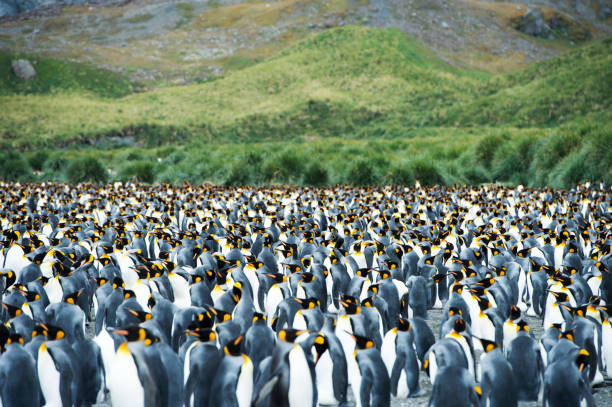 istock Trumpeting king penguin 918958882