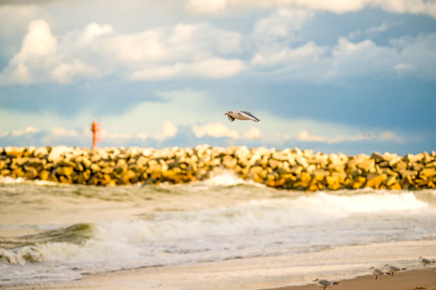 black headed gull flying deep over the beach\