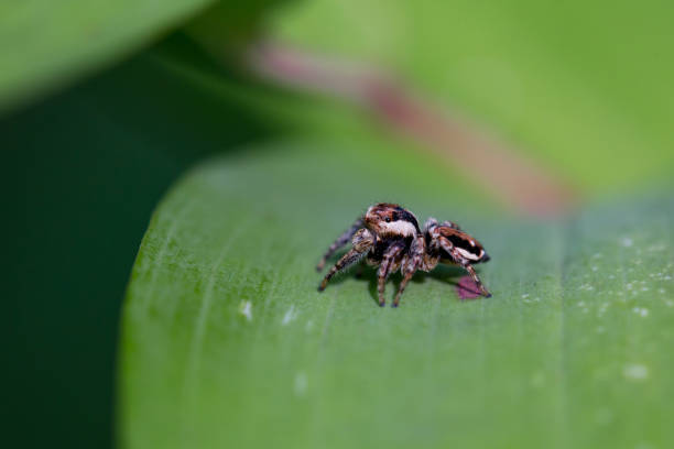 araña salticidae en la hoja - sibiria fotografías e imágenes de stock